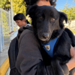 Realizan jornada de esterilización canina y felina en San Juan Tetla, Chiautzingo